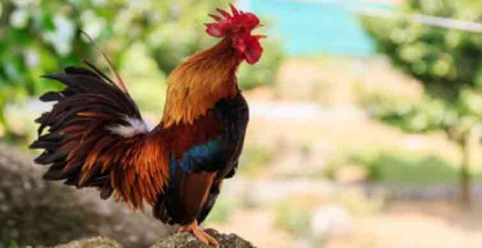 مرغ کی صبح صبح بانگ پر مالک کو جرمانہ